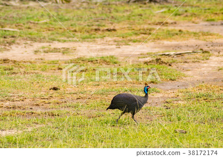 Vulturine guinea fowl in the countryside  38172174