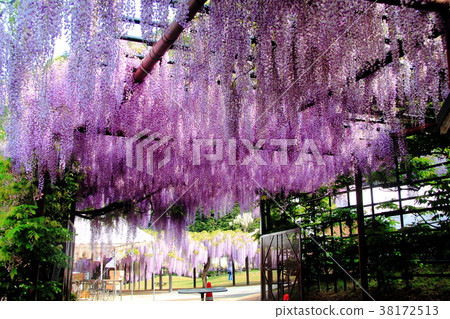 Omachi Fuji Park (Asago City, Hyogo Prefecture) 38172513
