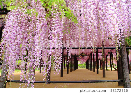 Omachi Fuji Park (Asago City, Hyogo Prefecture) 38172516