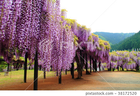 大町富士公園（兵庫縣朝來市） 38172520