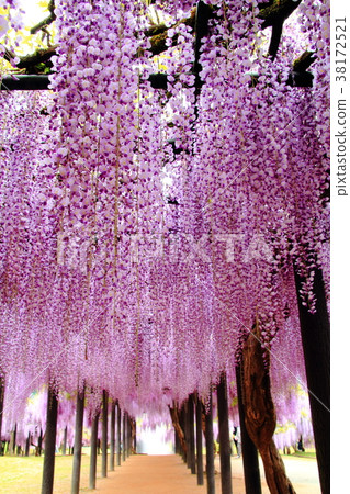 Omachi Fuji Park (Asago City, Hyogo Prefecture) Omachi Fuji Park (Asago City, Hyogo Prefecture) 38172521