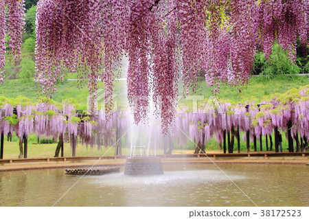 Omachi Fuji Park (Asago City, Hyogo Prefecture) Omachi Fuji Park (Asago City, Hyogo Prefecture) 38172523