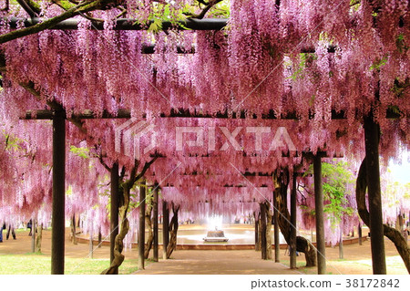 Omachi Fuji Park (Asago City, Hyogo Prefecture) Omachi Fuji Park (Asago City, Hyogo Prefecture) 38172842