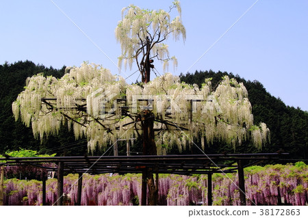 Omachi Fuji Park (Asago City, Hyogo Prefecture) Omachi Fuji Park (Asago City, Hyogo Prefecture) 38172863