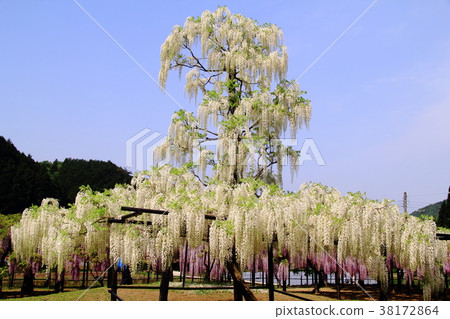 Omachi Fuji Park (Asago City, Hyogo Prefecture) 38172864