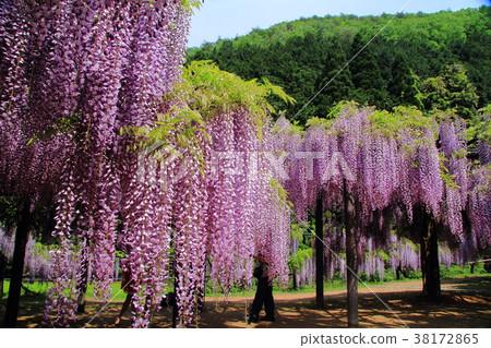 大町富士公園（兵庫縣朝來市） 38172865
