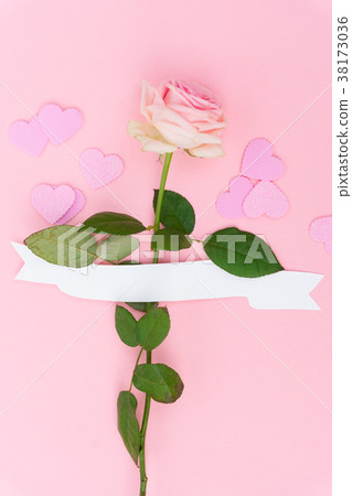 Violet blooming roses Violet blooming roses 38173036
