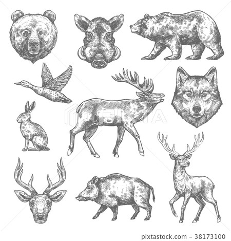 Vector sketch wild animal icons for hunting or zoo Vector sketch wild animal icons for hunting or zoo 38173100