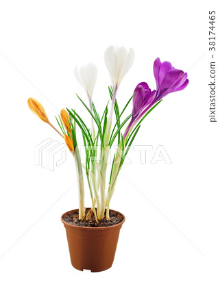 Crocus flowers isolated on white Crocus flowers isolated on white 38174465