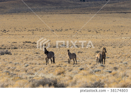 Herd of Wild Horses 38174803