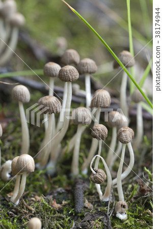 Mushrooms (Coprinus disseminatus) on a stump Mushrooms (Coprinus disseminatus) on a stump 38174944