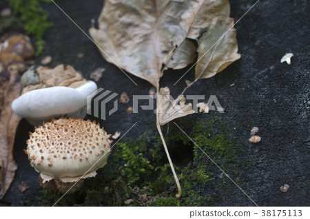 Pholiota squarrosa mushroom Pholiota squarrosa mushroom 38175113