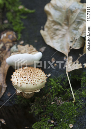 Pholiota squarrosa mushroom Pholiota squarrosa mushroom 38175114
