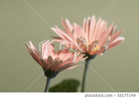 Camomille flowers Camomille flowers 38175149