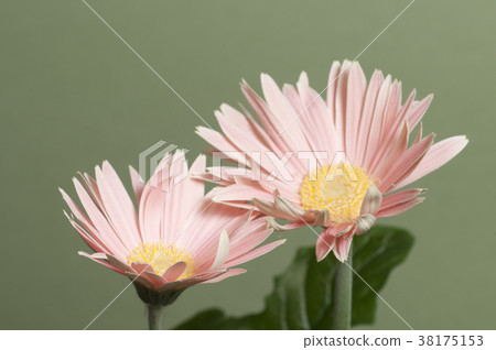 Camomille flowers Camomille flowers 38175153