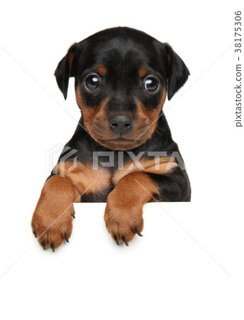 Zwerg pinscher puppy above banner 38175306