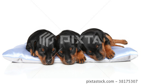 Miniature Zwerg Pinscher puppies sleeping Miniature Zwerg Pinscher puppies sleeping 38175307