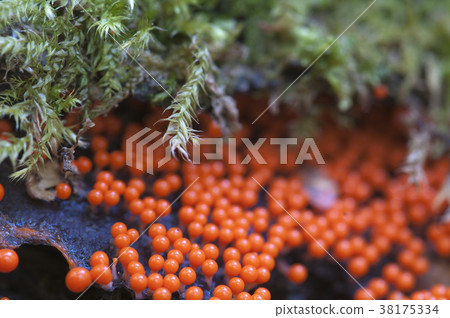 Trichia decipiens 38175334