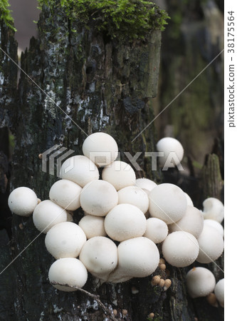 Puffball mushrooms on a stump 38175564
