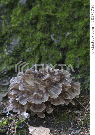 Grifola frondosa mushroom 38175756