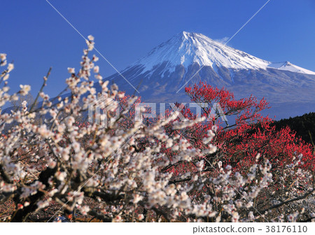 Plum and Mt. Fuji-2051 38176110