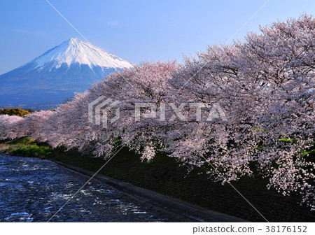 Cherry blossoms and Mt. Fuji 2111 38176152