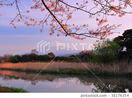 Cherry blossom and inverted Fuji-2023 38176354