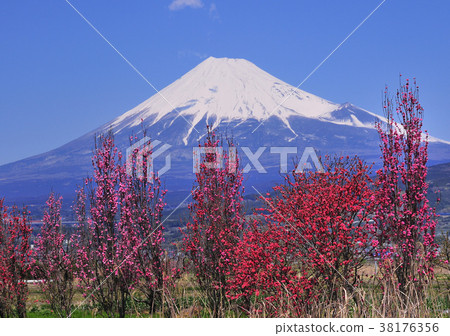 Spring flowers and Mt. Fuji-2024 38176356
