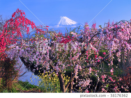 Hanatomo和Mt. Fuji-2027 38176362