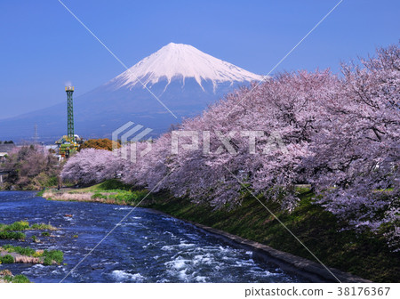 Cherry blossoms and Mt. Fuji-2030 Cherry blossoms and Mt. Fuji-2030 38176367