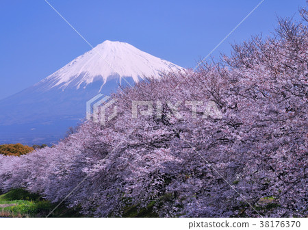 Cherry blossoms and Mt. Fuji-2031 Cherry blossoms and Mt. Fuji-2031 38176370