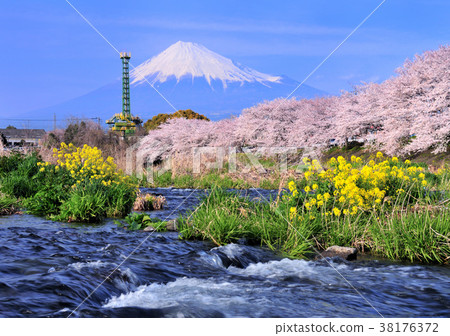 Rape blossoms and cherry blossoms and Mt. Fuji-2032 38176372