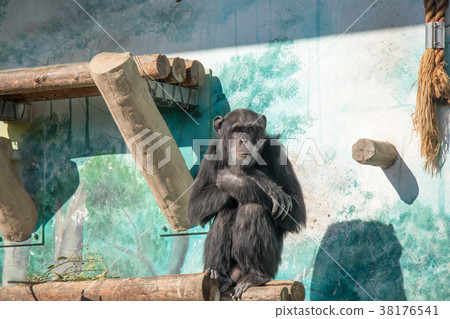 Chimpanzee 38176541