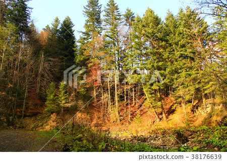 Autumnal forest with fur-trees Autumnal forest with fur-trees 38176639