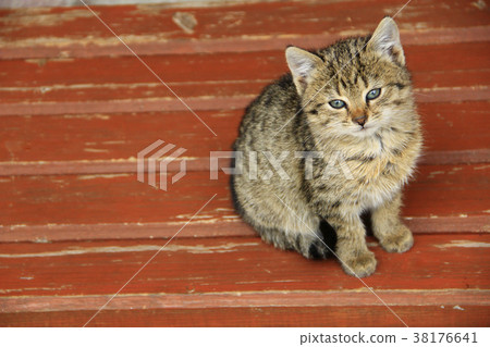 grey kitten sits on the red bench 38176641