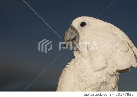 白鳳頭鸚鵡 38177922
