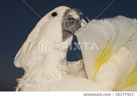 泰國Haku鸚鵡美髮 38177923