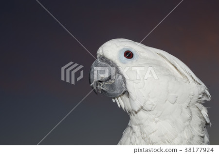 泰國Haku鸚鵡和日落 38177924