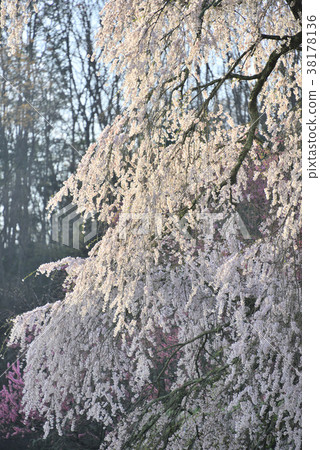 Spring full bloom  38178136