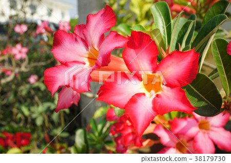 Desert rose flower in garden.  38179730