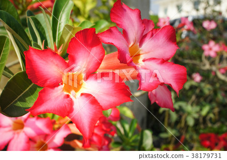 Desert rose flower in garden.  38179731