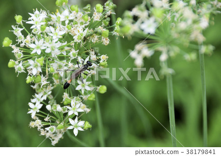 Jasper and leek flower 38179841
