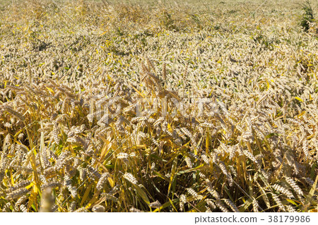 field with rye 38179986