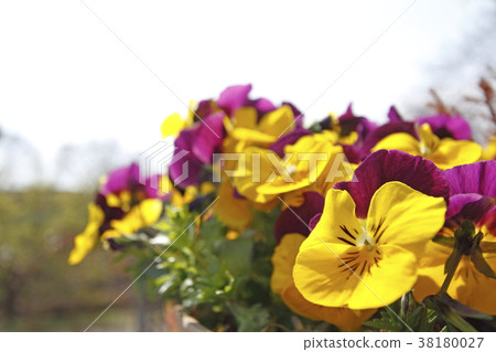 Viola 38180027