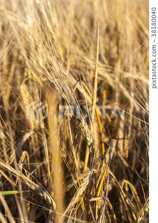 ears of barley 38180040