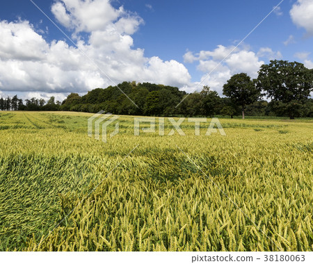 wheat field 38180063
