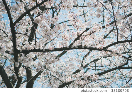 cherry blossom, cherry tree, cherry-blossom viewing 38180708