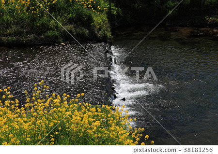 Sanagawa River in Toyokawa City, Aichi Prefecture in Spring 38181256