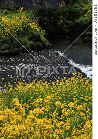 Sanagawa River in Toyokawa City, Aichi Prefecture in Spring 38181261