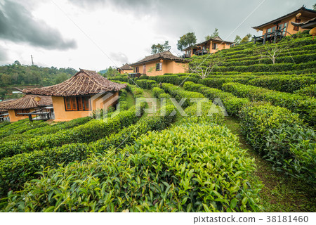 Green tea farm with chinese old style cottage 38181460
